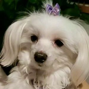 Meet your Posher, Tianqing